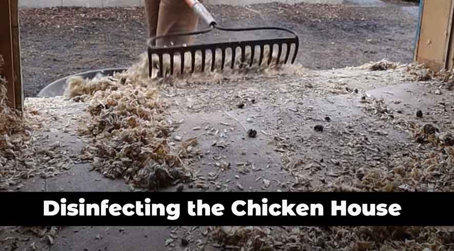 Disinfecting the Chicken House