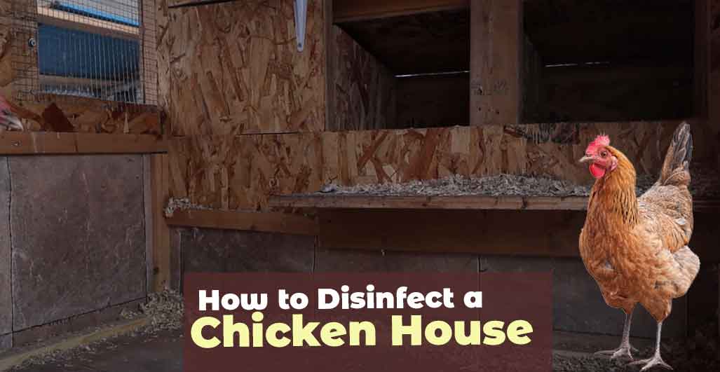 How to Disinfect a Chicken House