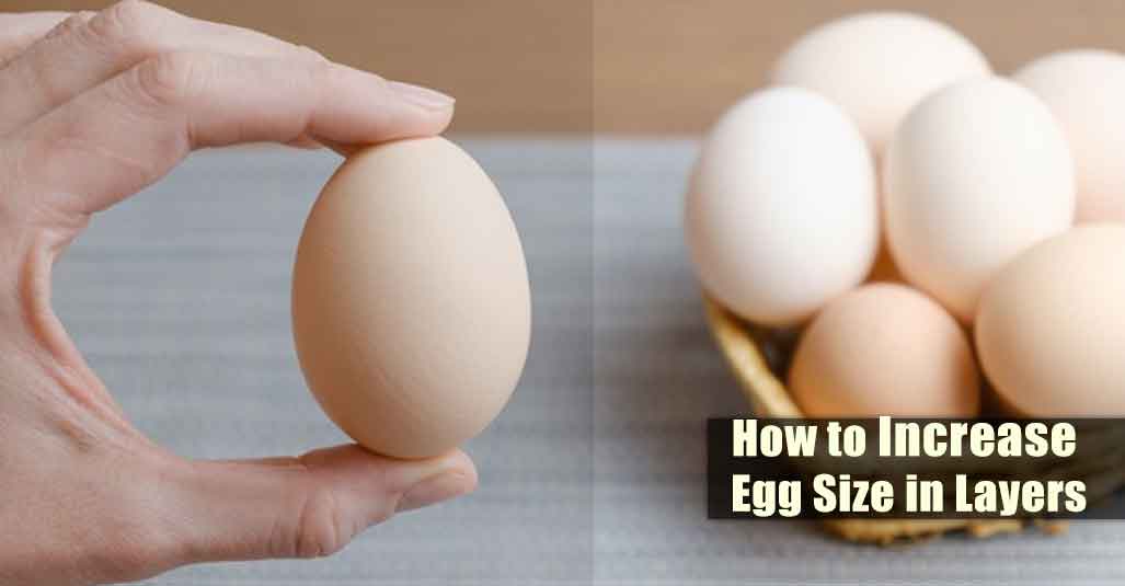 How to Increase Egg Size in Layers