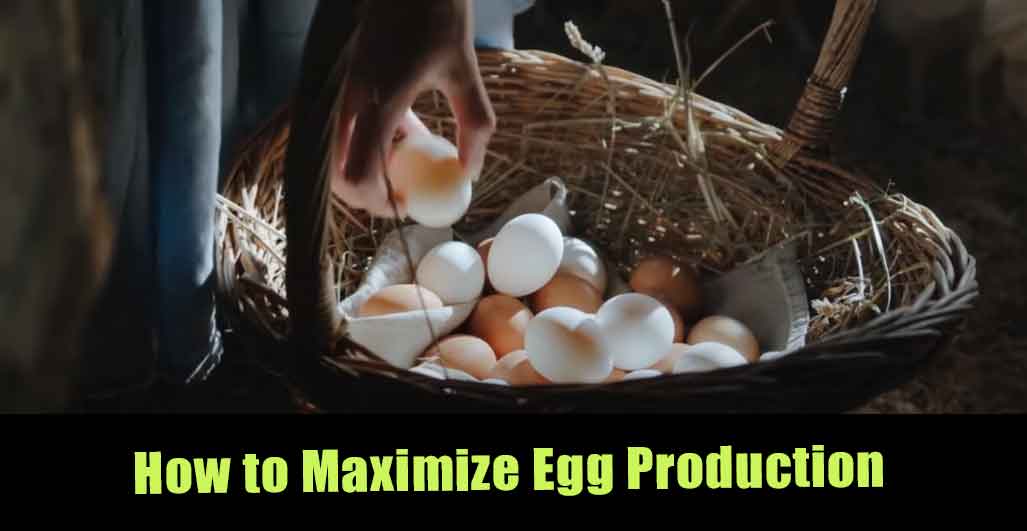 How to Maximize Egg Production