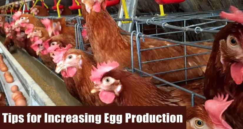 Tips for Increasing Egg Production