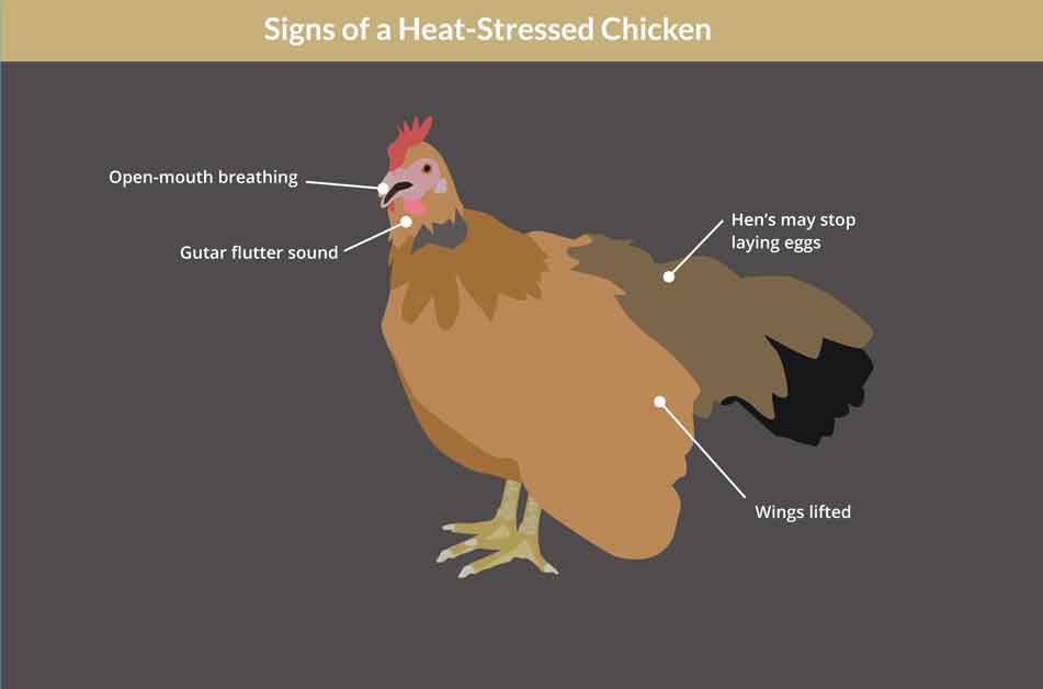 signs of a heat stressed chicken