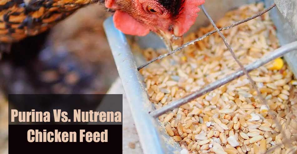 Purina Vs. Nutrena Chicken Feed