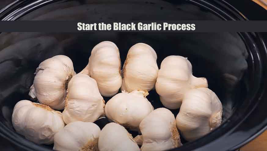 Start the Black Garlic Process