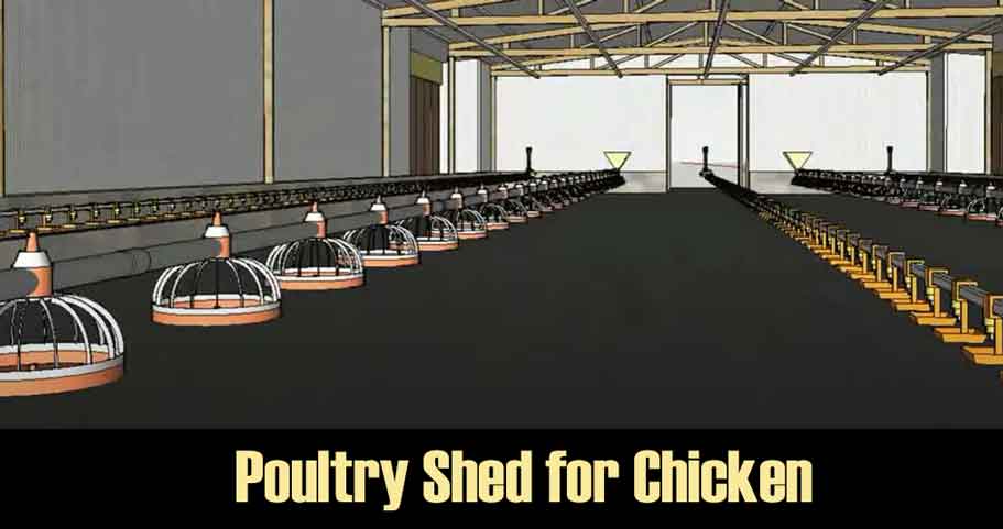 Poultry Shed for Chicken