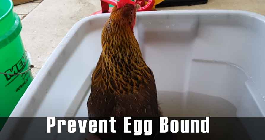 Prevent Egg Bound