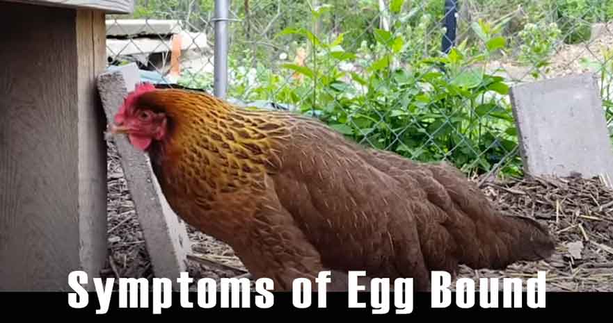 Symptoms of Egg Bound