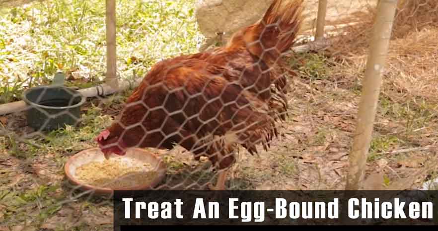 Treat An Egg-Bound Chicken