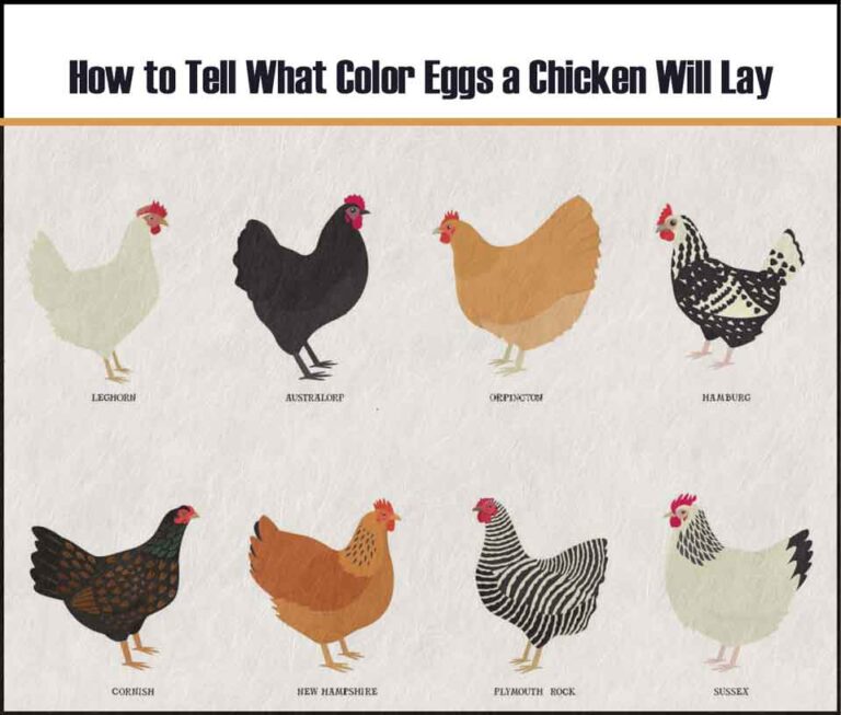 Chicken Egg Colors Chart [Shell, Yolk Identification]