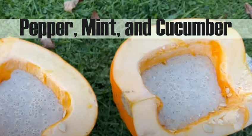 Pepper, Mint, and Cucumber for deworming