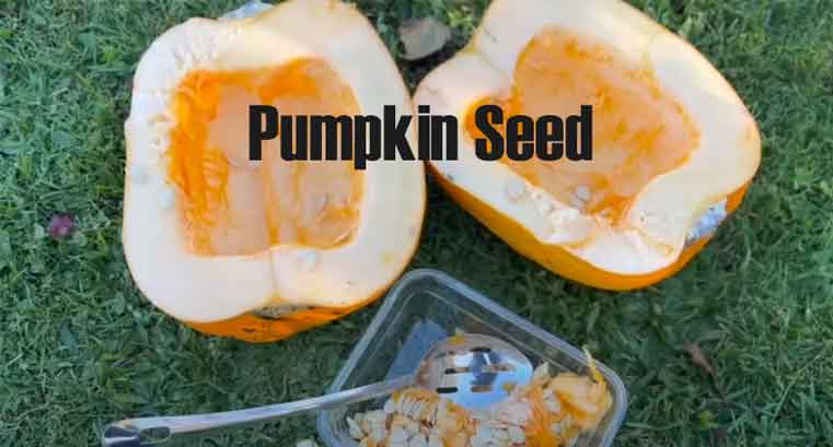 Pumpkin Seed