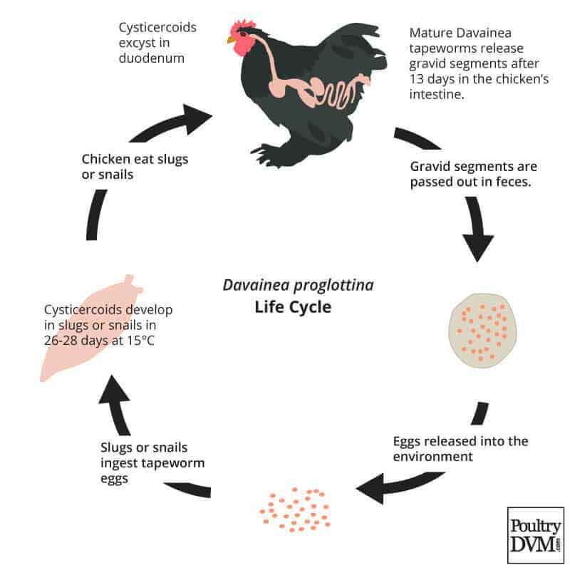 Scientific Proof of Natural Chicken Wormer