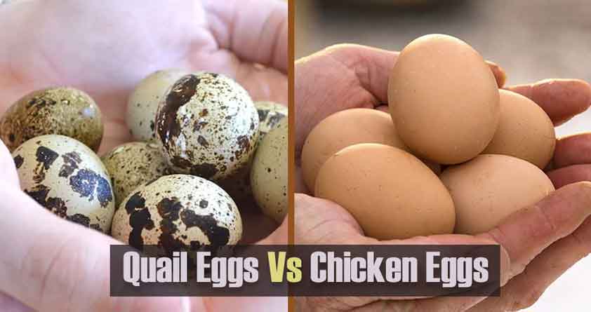 Quail Vs Chicken Eggs