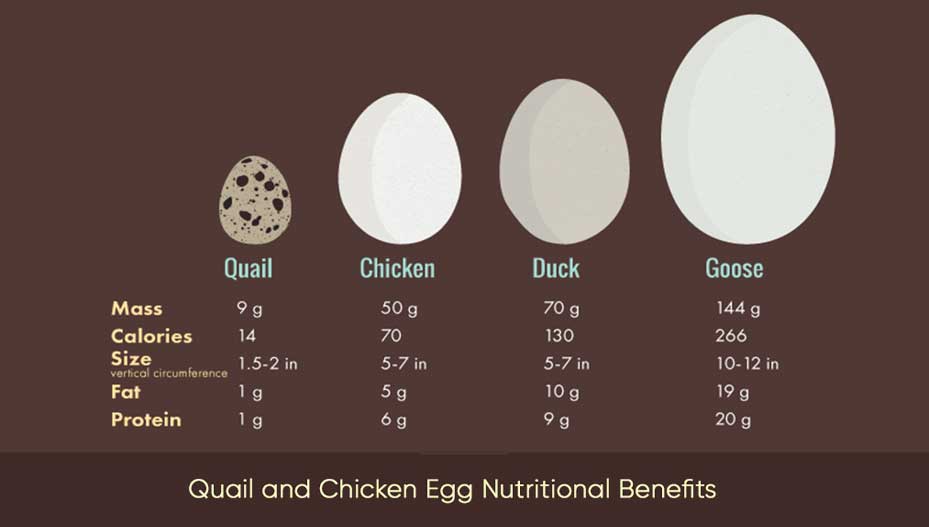 Quail and Chicken Egg Nutritional Benefits