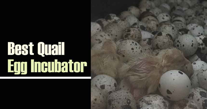 Best Quail Egg Incubator 