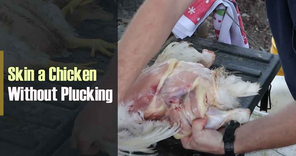 How to Skin a Chicken Without Plucking