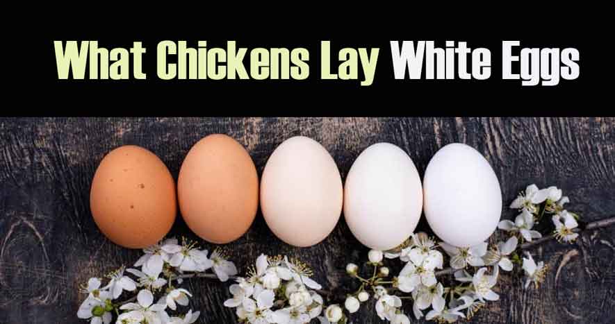 What Chickens Lay White Eggs